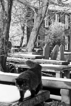 haworth church cat in cemetery sm.jpg